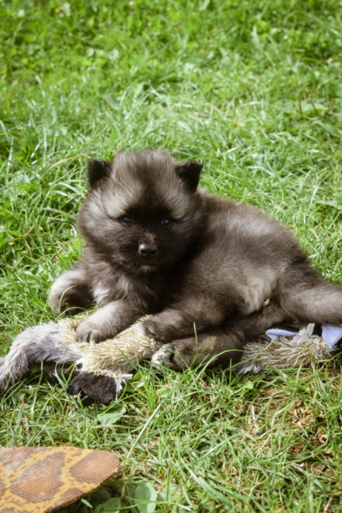 Legend'of Ki Breizh - Chiot disponible  - Spitz allemand