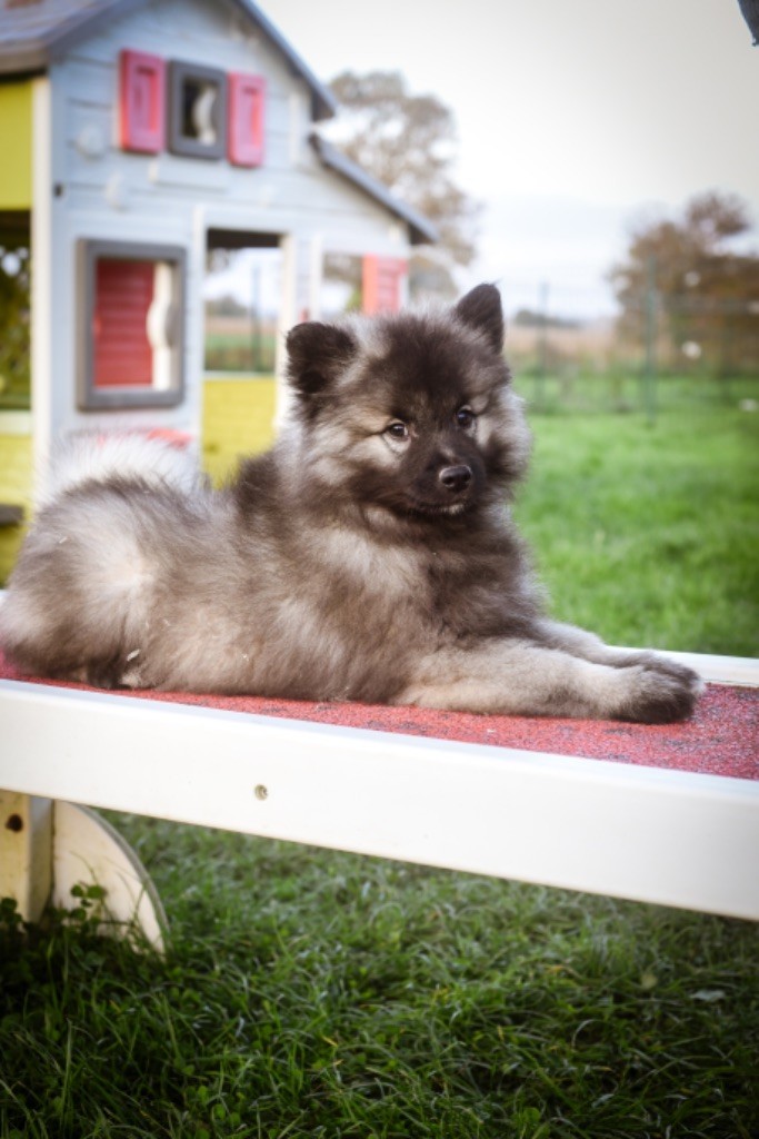 Legend'of Ki Breizh - Chiot disponible  - Spitz allemand