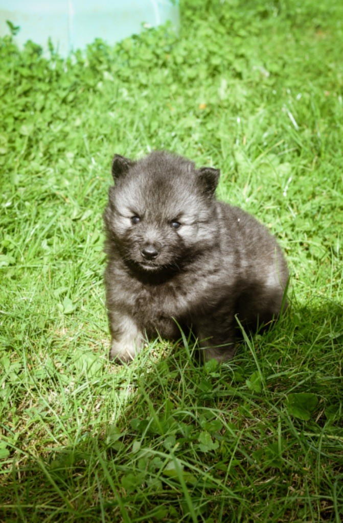 Legend'of Ki Breizh - Chiot disponible  - Spitz allemand