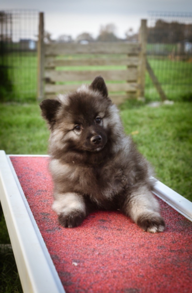 Legend'of Ki Breizh - Chiot disponible  - Spitz allemand