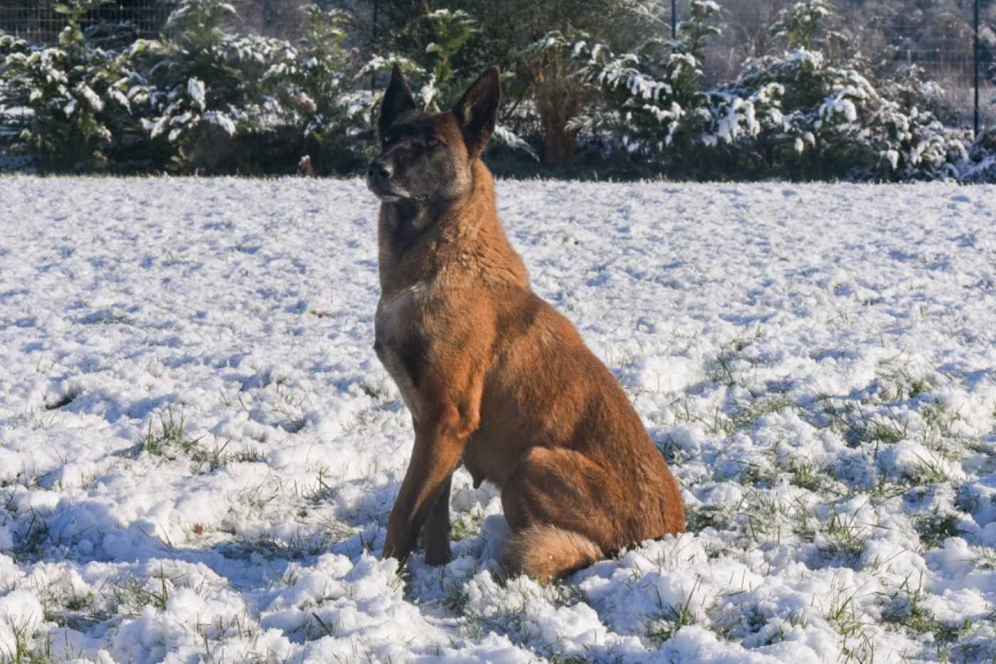 Shelby Legend'of Ki Breizh
