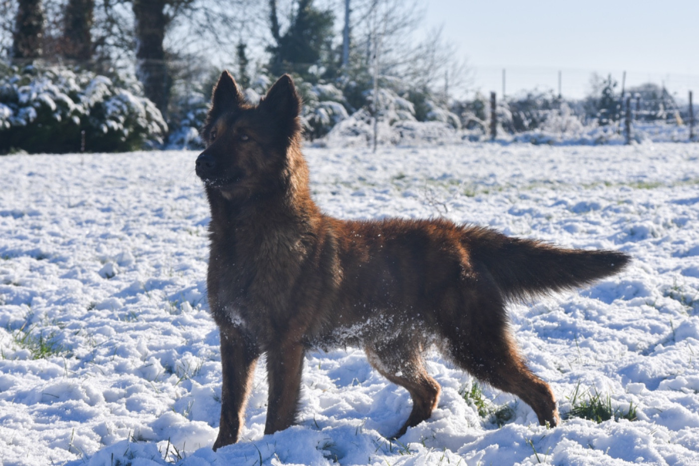 Tinker bell Des Ch'tis Crocs