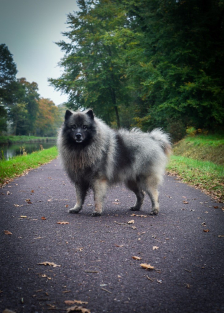 Thor dit willow (Sans Affixe)