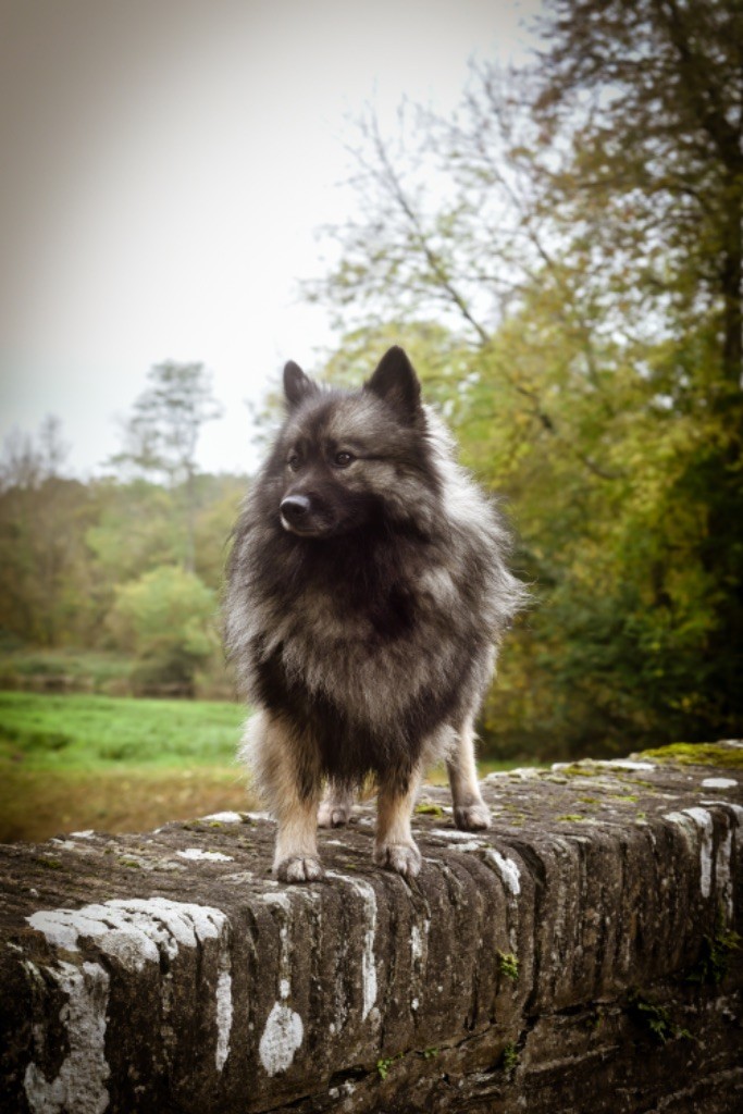 Toundra Legend'of Ki Breizh