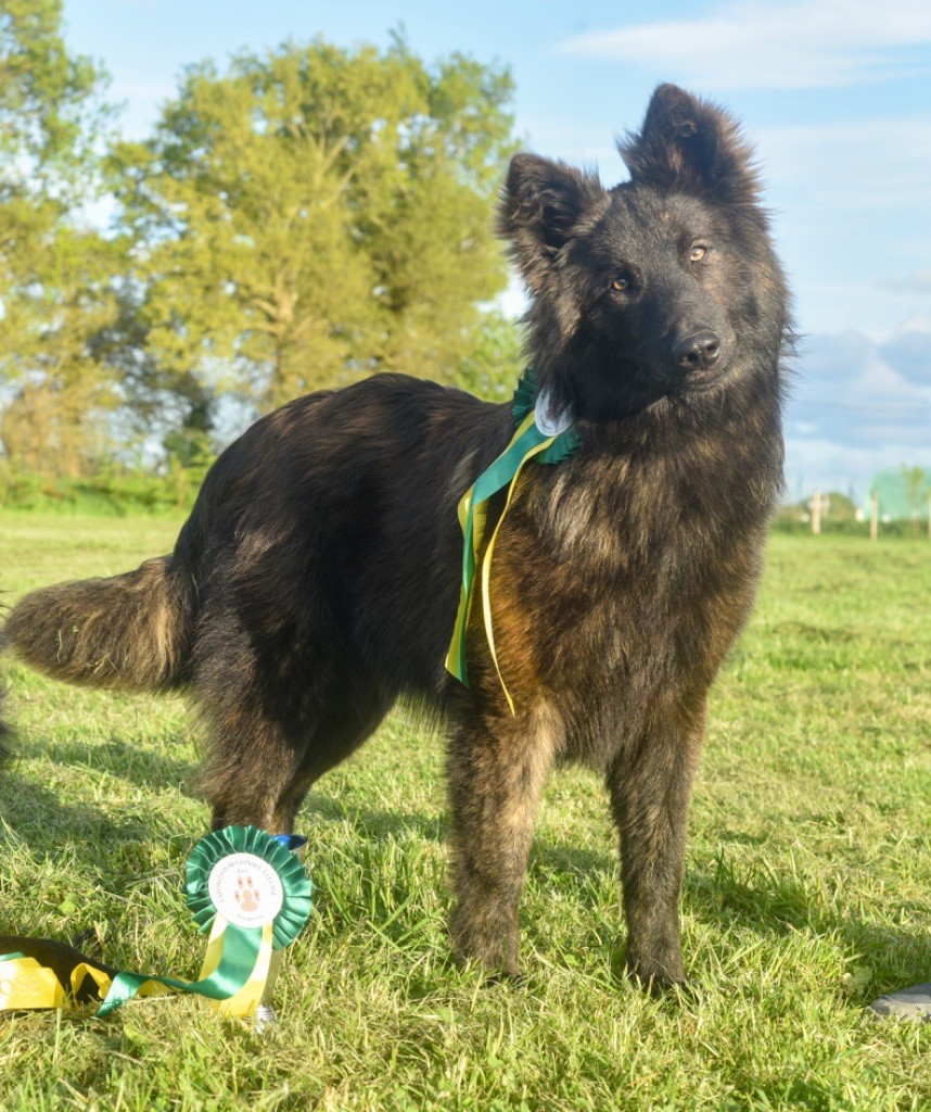 Vhagar Legend'of Ki Breizh