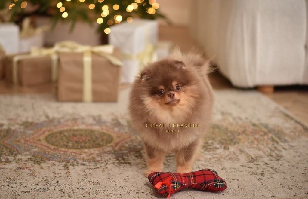 King of ring kaido great treasure