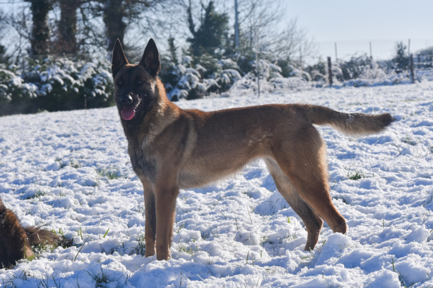 Vania Legend'of Ki Breizh