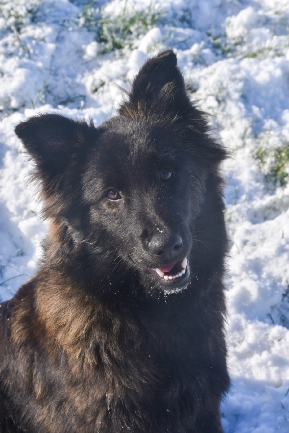 Alibi du mont Brabant