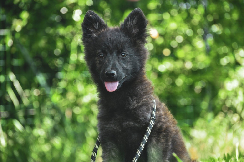 Legend'of Ki Breizh - Chiots disponibles - Berger hollandais