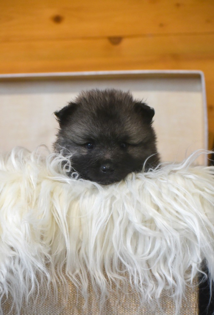 Legend'of Ki Breizh - Chiots disponibles - Spitz allemand