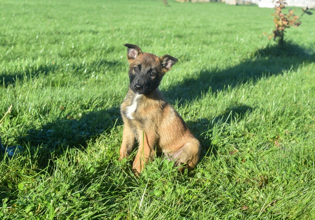 Legend'of Ki Breizh - Chiots disponibles - Berger Belge