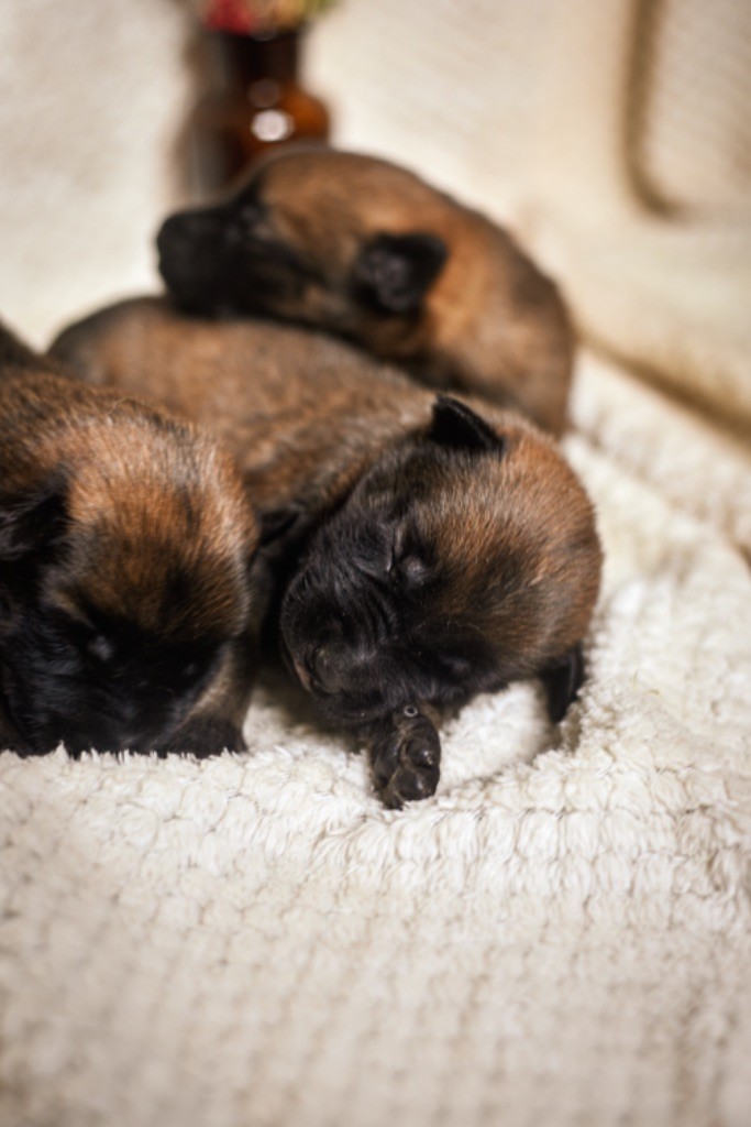 Legend'of Ki Breizh - Chiots disponibles - Berger Belge