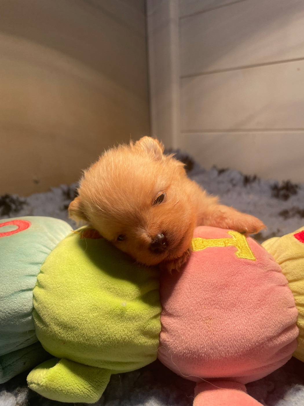 Legend'of Ki Breizh - Chiots disponibles - Spitz allemand