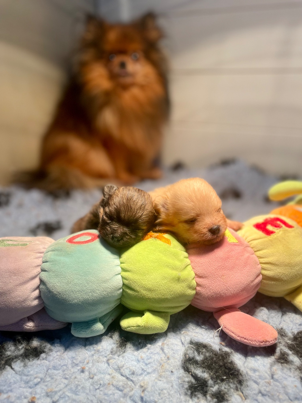 Chiot Spitz allemand Legend'of Ki Breizh