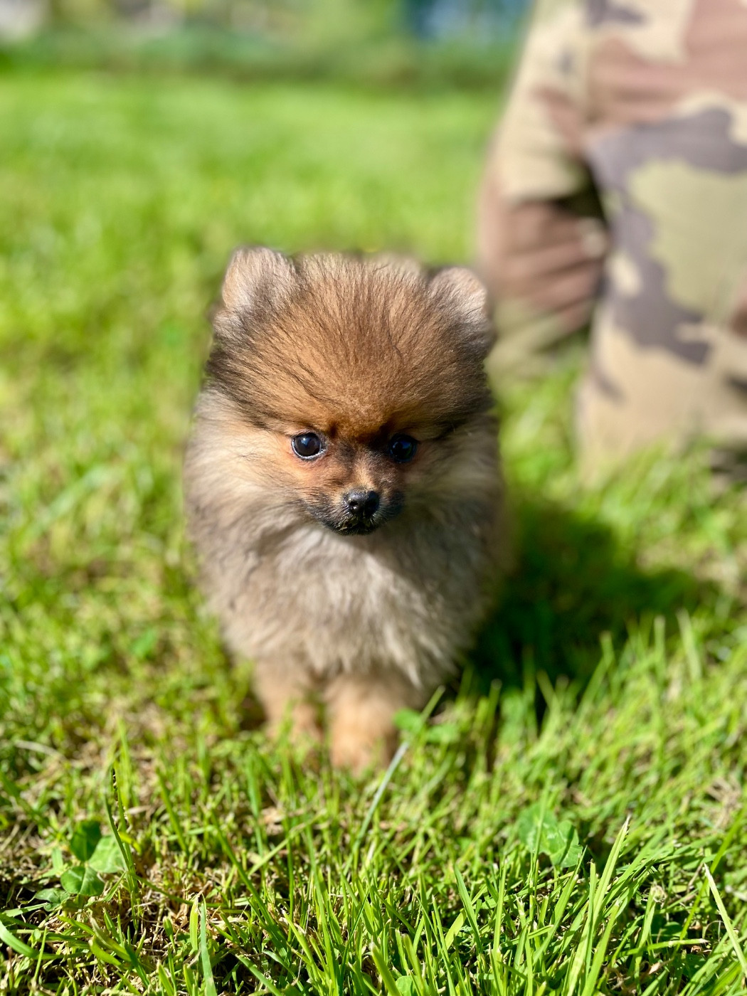 Legend'of Ki Breizh - Chiots disponibles - Spitz allemand