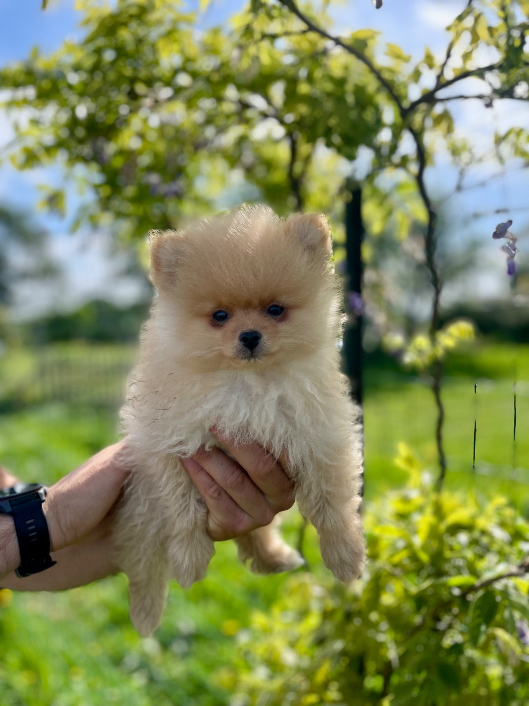 Legend'of Ki Breizh - Chiots disponibles - Spitz allemand