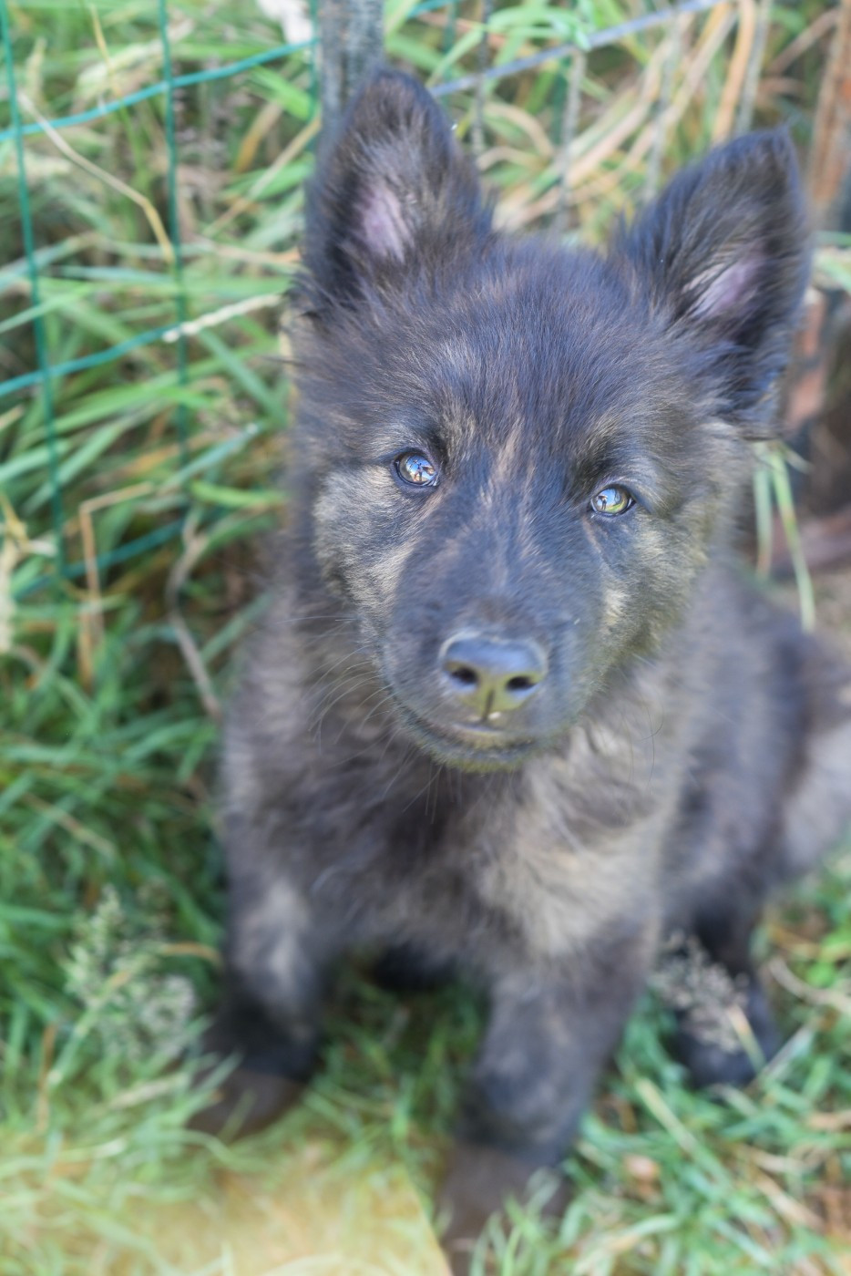 Legend'of Ki Breizh - Chiots disponibles - Berger hollandais
