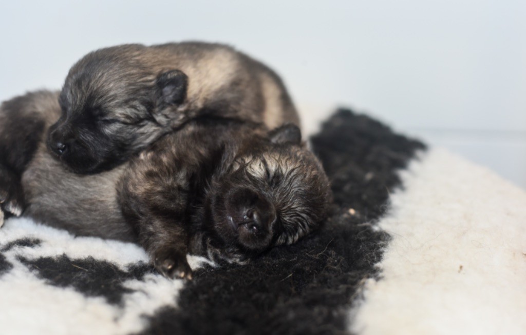 Legend'of Ki Breizh - Chiots disponibles - Spitz allemand