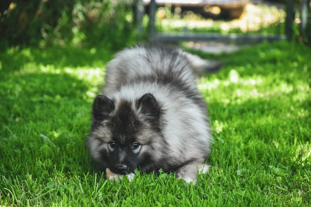 Legend'of Ki Breizh - Chiots disponibles - Spitz allemand