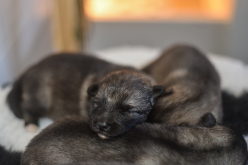 Legend'of Ki Breizh - Chiots disponibles - Spitz allemand