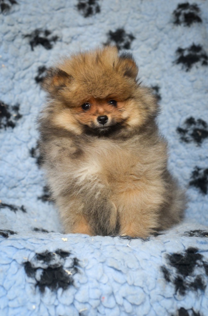 Legend'of Ki Breizh - Spitz allemand - Portée née le 03/11/2022