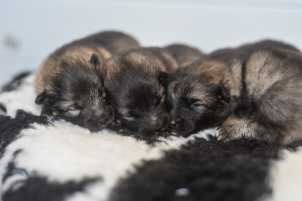 Legend'of Ki Breizh - Chiots disponibles - Spitz allemand