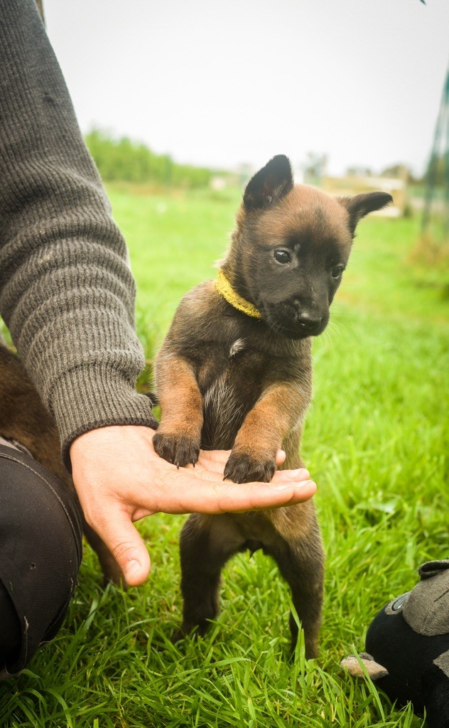 Legend'of Ki Breizh - Chiots disponibles - Berger Belge