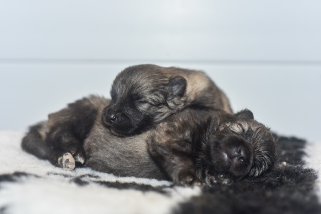 Legend'of Ki Breizh - Chiots disponibles - Spitz allemand