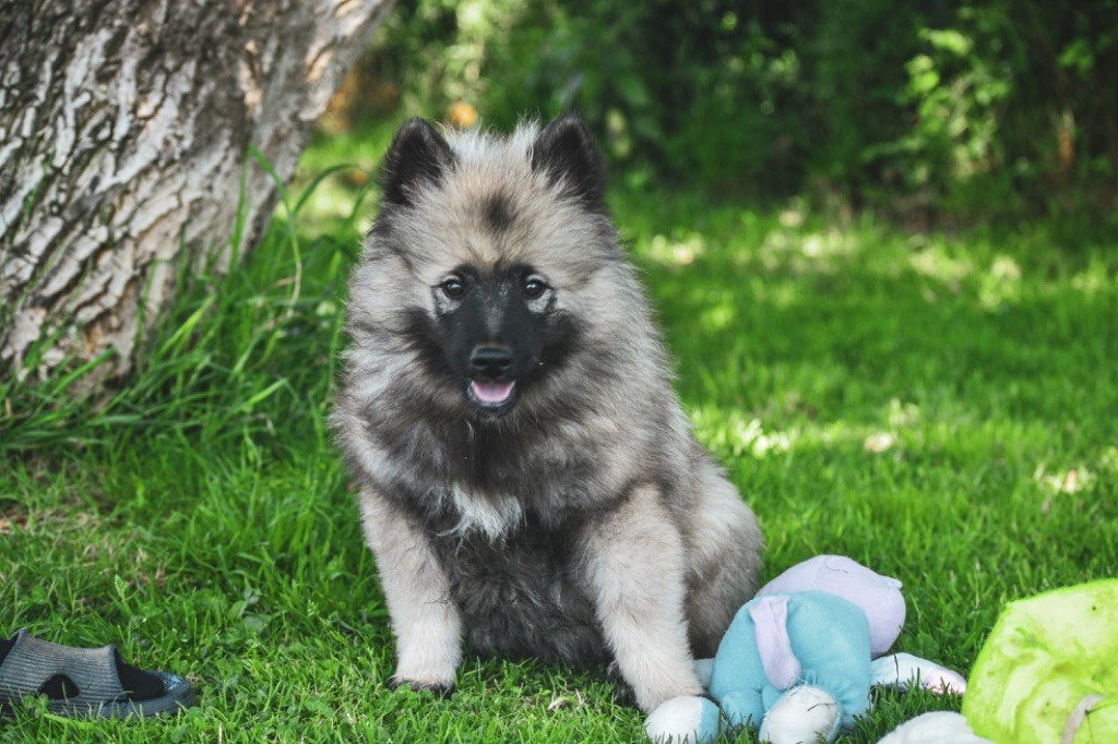 Legend'of Ki Breizh - Chiots disponibles - Spitz allemand