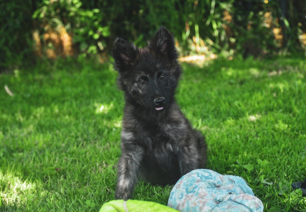 Legend'of Ki Breizh - Chiots disponibles - Berger hollandais