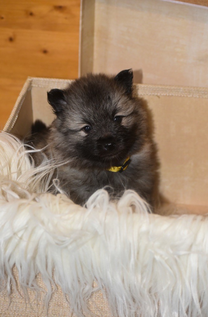 Legend'of Ki Breizh - Chiots disponibles - Spitz allemand