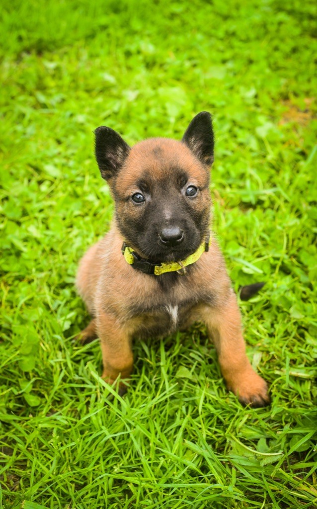 Legend'of Ki Breizh - Chiots disponibles - Berger Belge