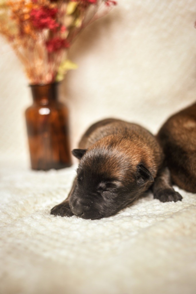 Legend'of Ki Breizh - Chiots disponibles - Berger Belge