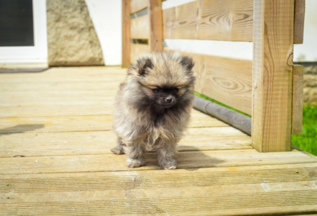 Legend'of Ki Breizh - Chiots disponibles - Spitz allemand