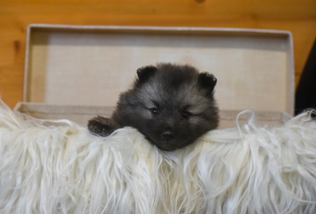 Legend'of Ki Breizh - Chiots disponibles - Spitz allemand