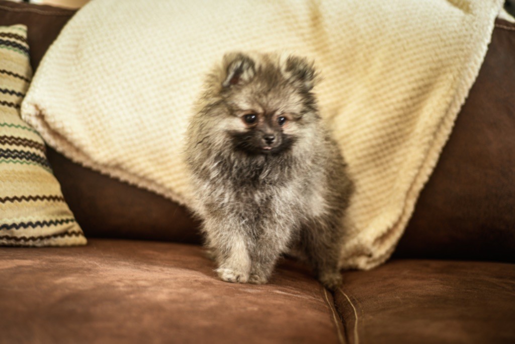 Legend'of Ki Breizh - Chiots disponibles - Spitz allemand