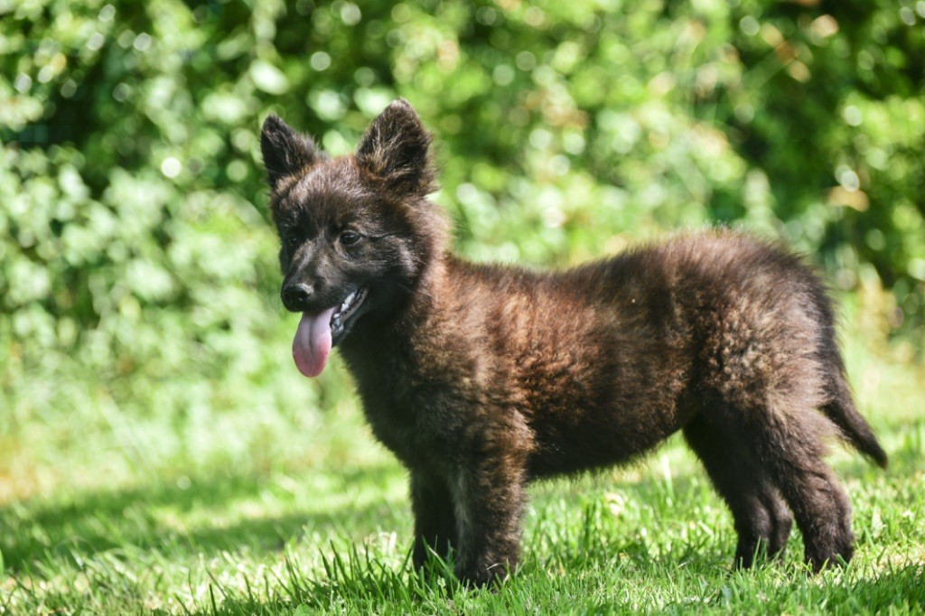 Legend'of Ki Breizh - Chiots disponibles - Berger hollandais