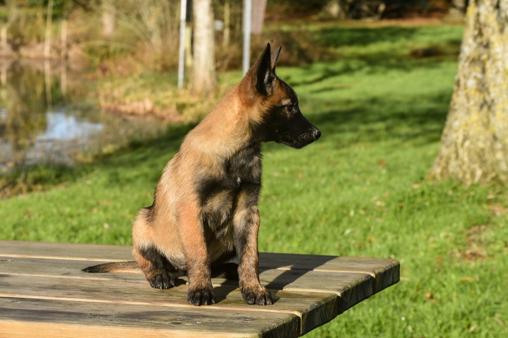Legend'of Ki Breizh - Chiots disponibles - Berger Belge