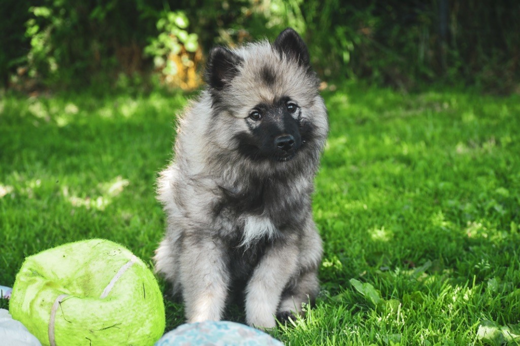 Legend'of Ki Breizh - Chiots disponibles - Spitz allemand