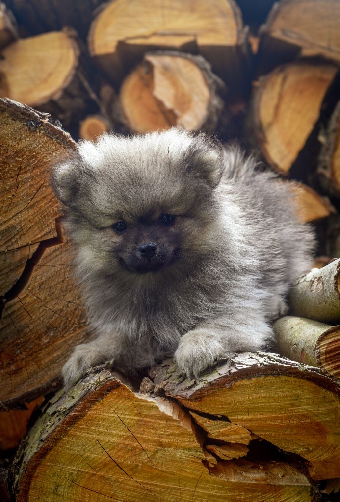 Legend'of Ki Breizh - Chiots disponibles - Spitz allemand