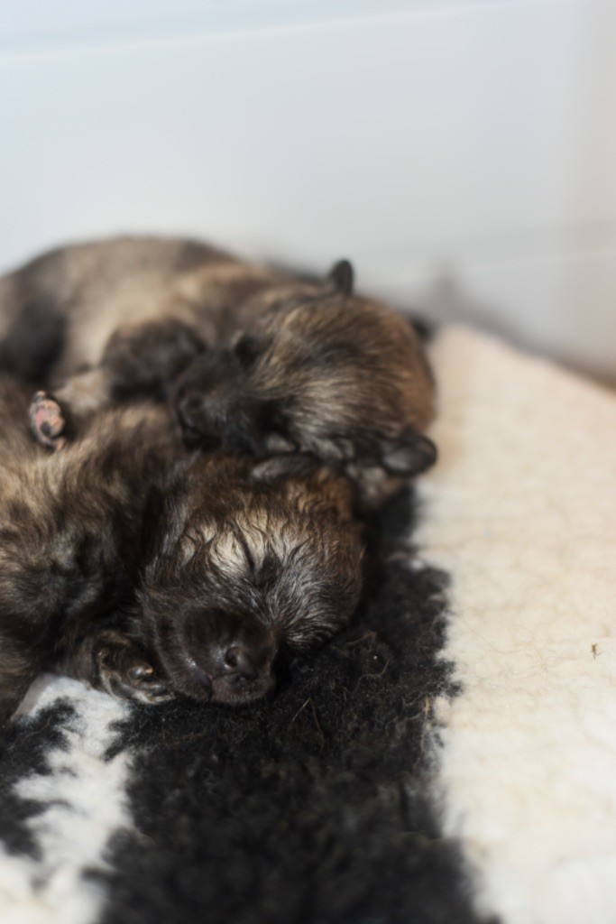 Legend'of Ki Breizh - Chiots disponibles - Spitz allemand