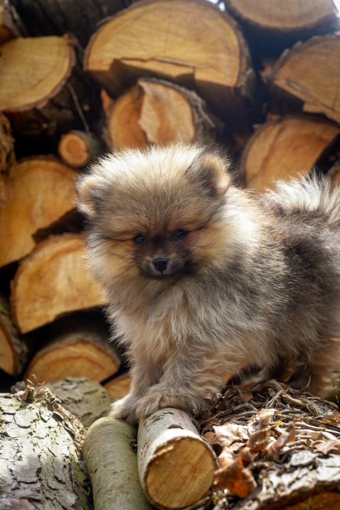 Legend'of Ki Breizh - Chiots disponibles - Spitz allemand