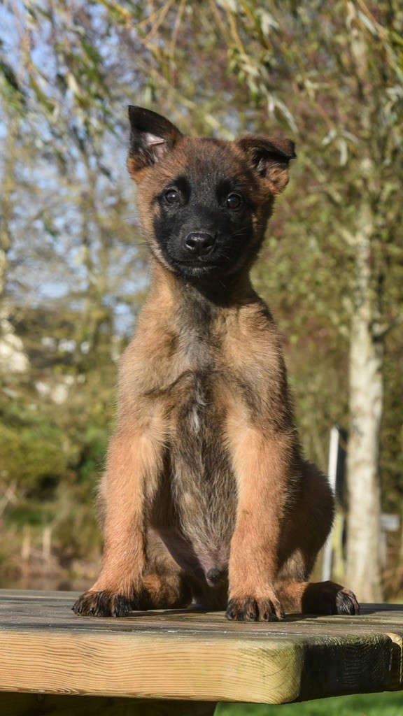 Legend'of Ki Breizh - Chiots disponibles - Berger Belge