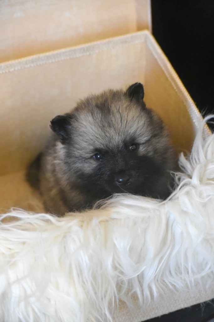 Legend'of Ki Breizh - Chiots disponibles - Spitz allemand