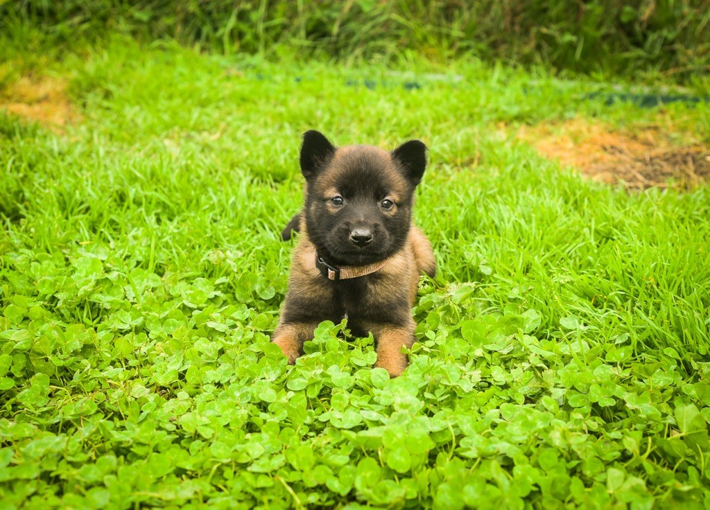 Legend'of Ki Breizh - Chiots disponibles - Berger Belge