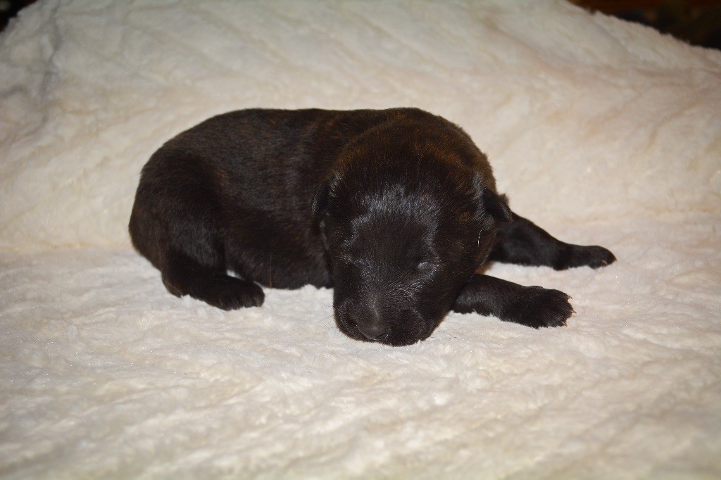 Legend'of Ki Breizh - Berger hollandais - Portée née le 17/11/2018