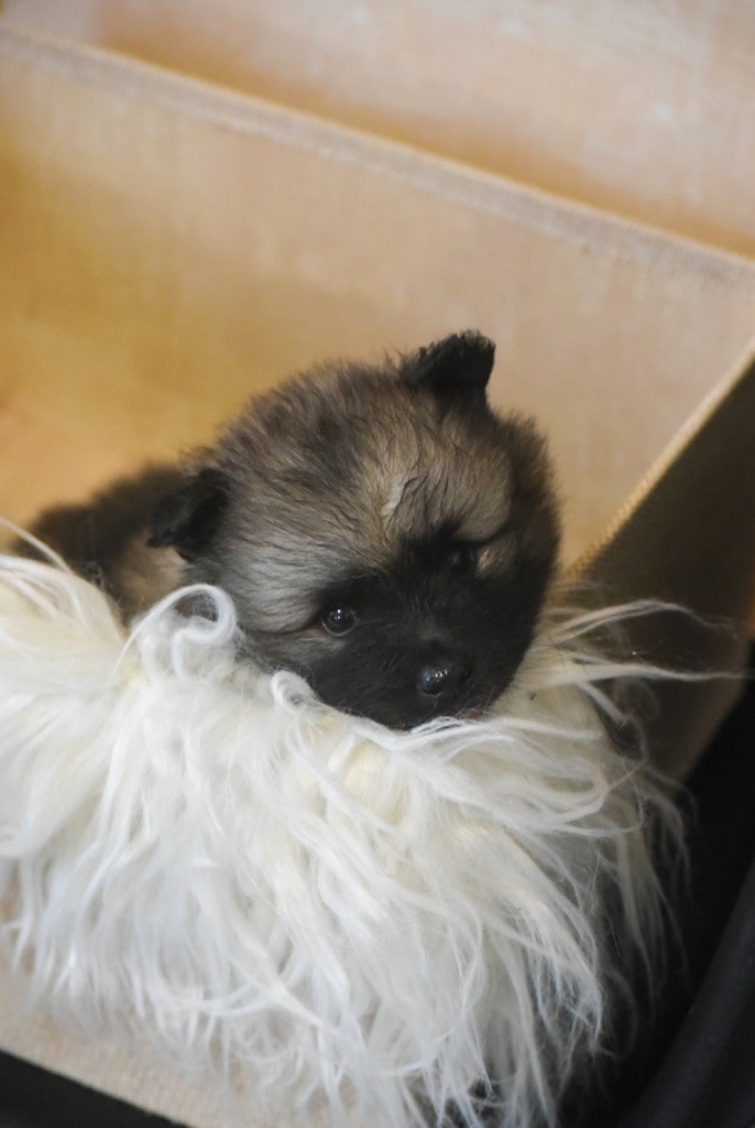 Legend'of Ki Breizh - Chiots disponibles - Spitz allemand