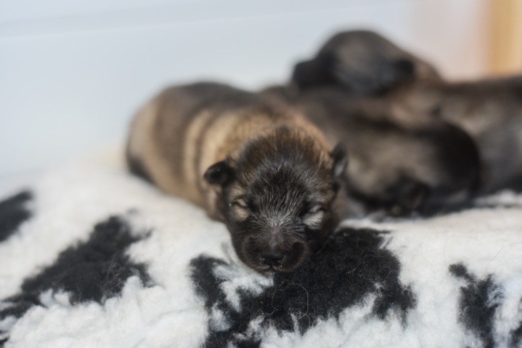 Legend'of Ki Breizh - Chiots disponibles - Spitz allemand