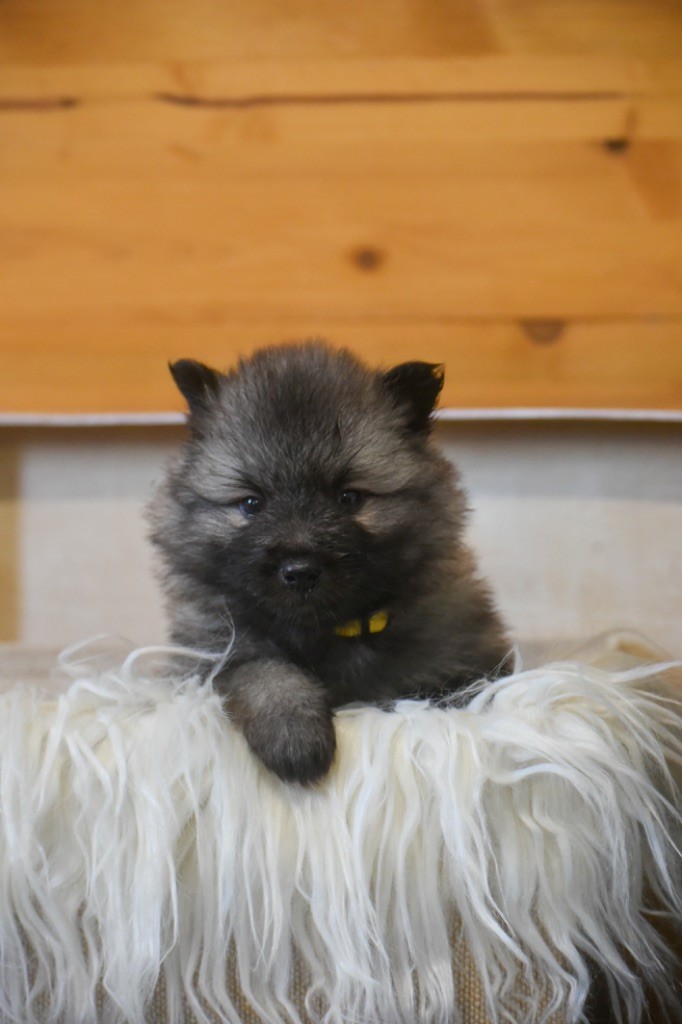 Legend'of Ki Breizh - Chiots disponibles - Spitz allemand