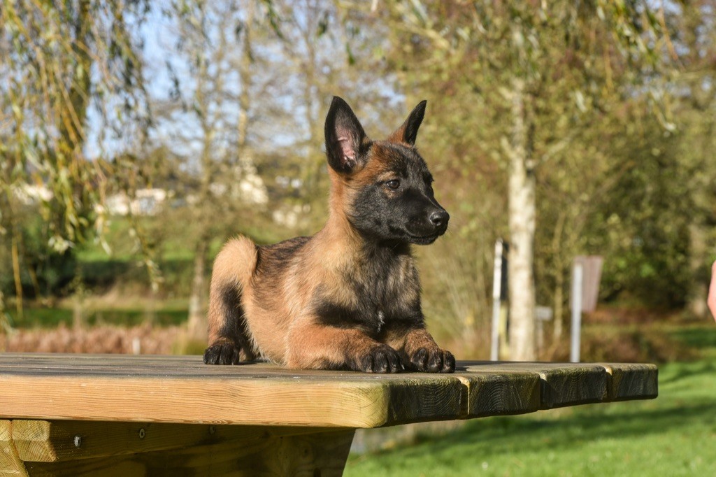 Legend'of Ki Breizh - Chiots disponibles - Berger Belge